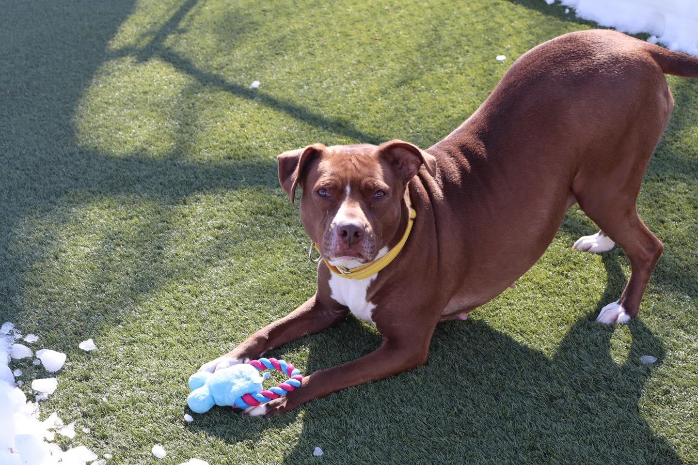 Enlarge Mama, a Adoptable Pit Bull Terrier in Bloomfield, NJ image 1/6