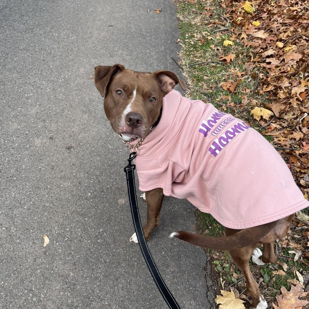 Mama, a Adoptable Pit Bull Terrier in Bloomfield, NJ image 5/6