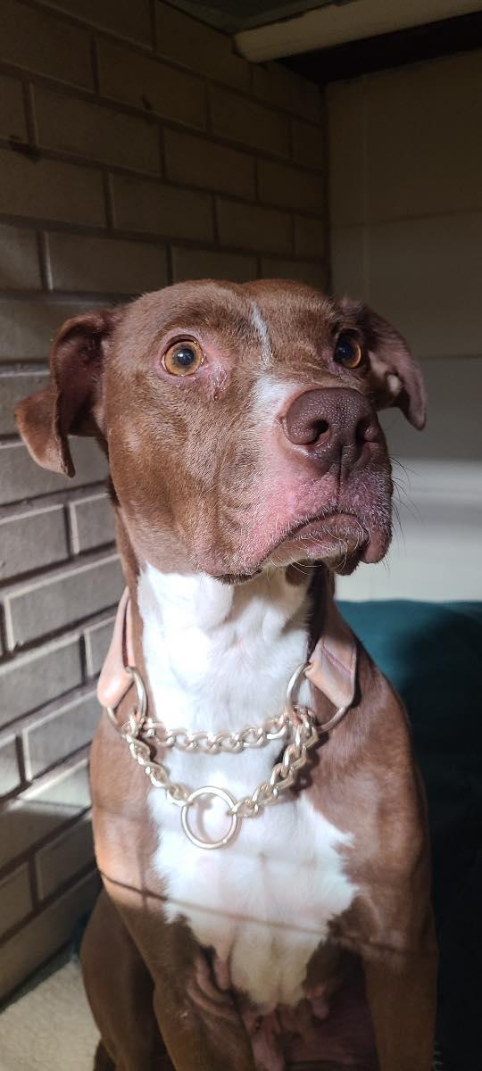 Mama, a Adoptable Pit Bull Terrier in Bloomfield, NJ image 6/6