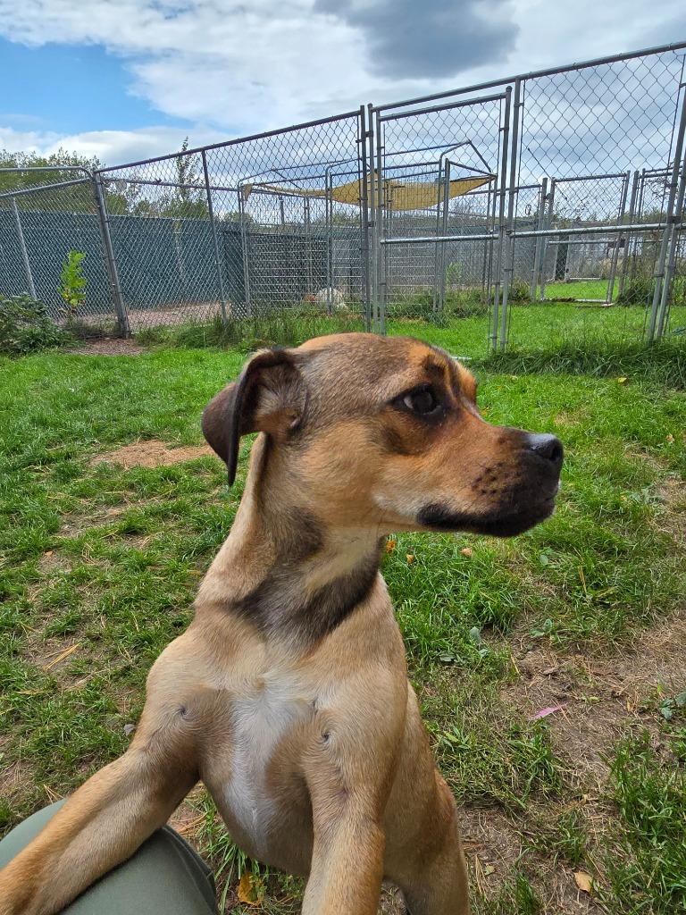 Pug 4 Tigger - Brownie Boy, Adoptable, Young Male Pug.
