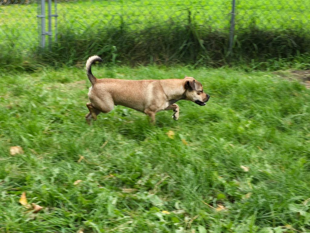Pug 4 Tigger - Brownie Boy, a Adoptable Pug in Ashland, WI image 2/6