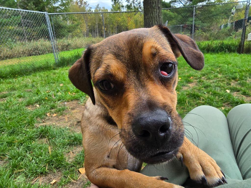 Pug 4 Tigger - Brownie Boy, a Adoptable Pug in Ashland, WI image 3/6