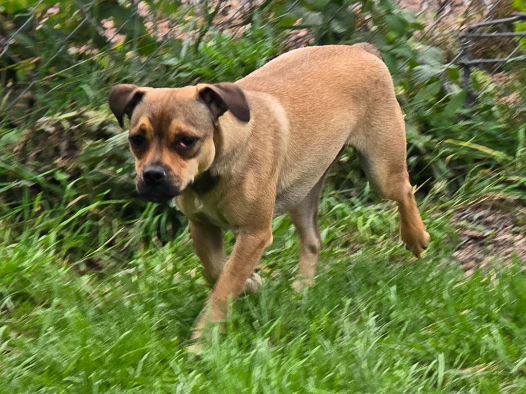 Pug 4 Tigger - Brownie Boy, a Adoptable Pug in Ashland, WI image 4/6