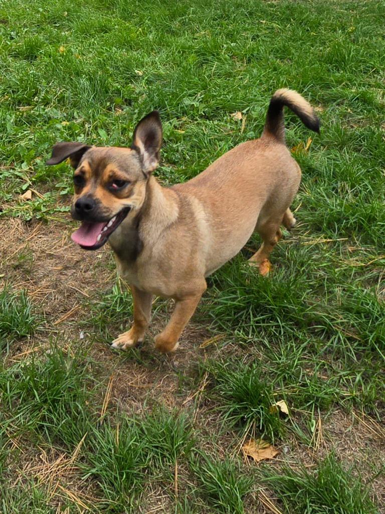 Pug 4 Tigger - Brownie Boy, a Adoptable Pug in Ashland, WI image 5/6