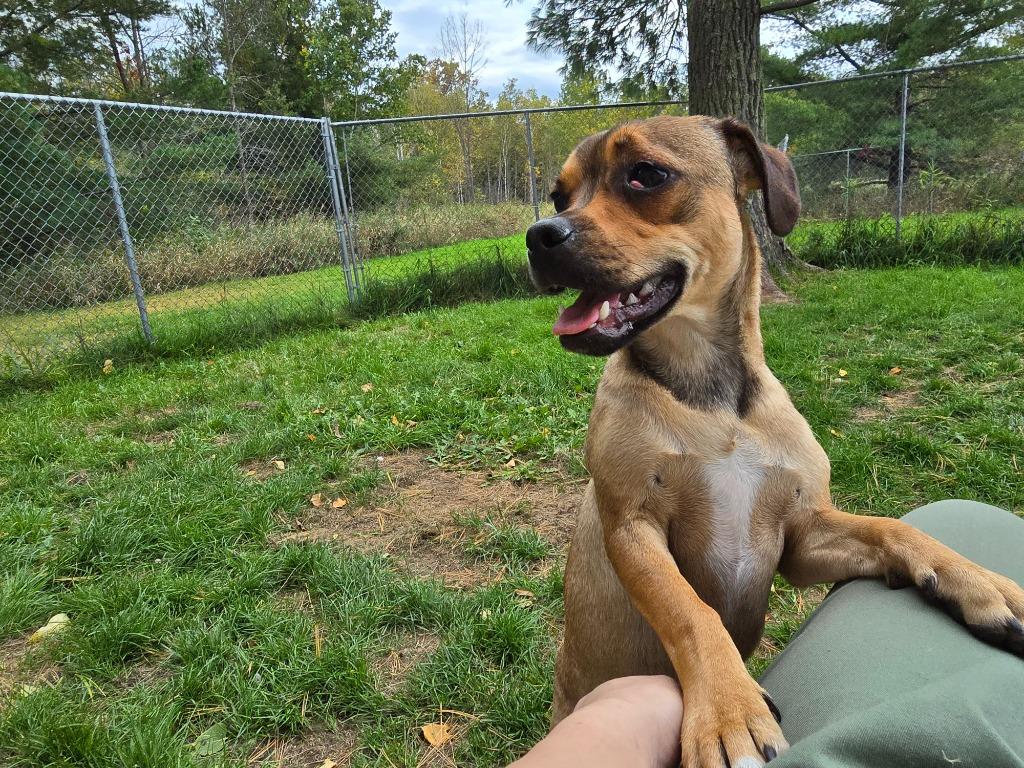 Pug 4 Tigger - Brownie Boy, a Adoptable Pug in Ashland, WI image 6/6