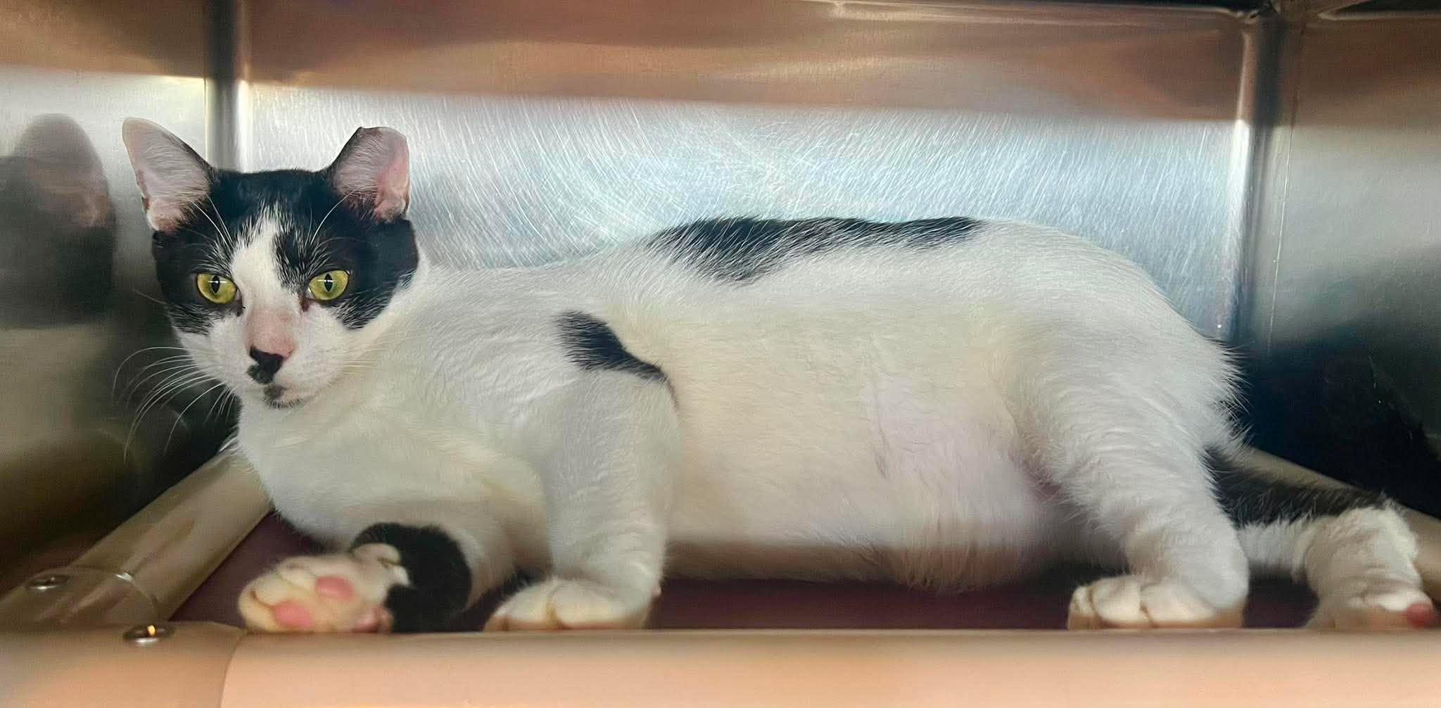 Enlarge Nelson, a Adoptable Domestic Short Hair in Myrtle Beach, SC image 4/4