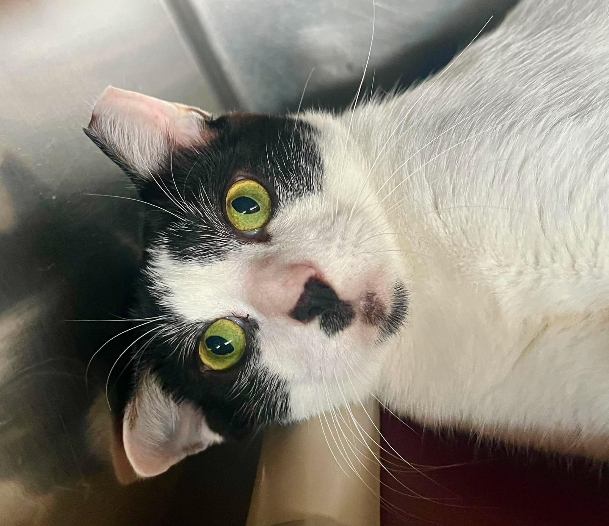 Enlarge Nelson, a Adoptable Domestic Short Hair in Myrtle Beach, SC image 2/4