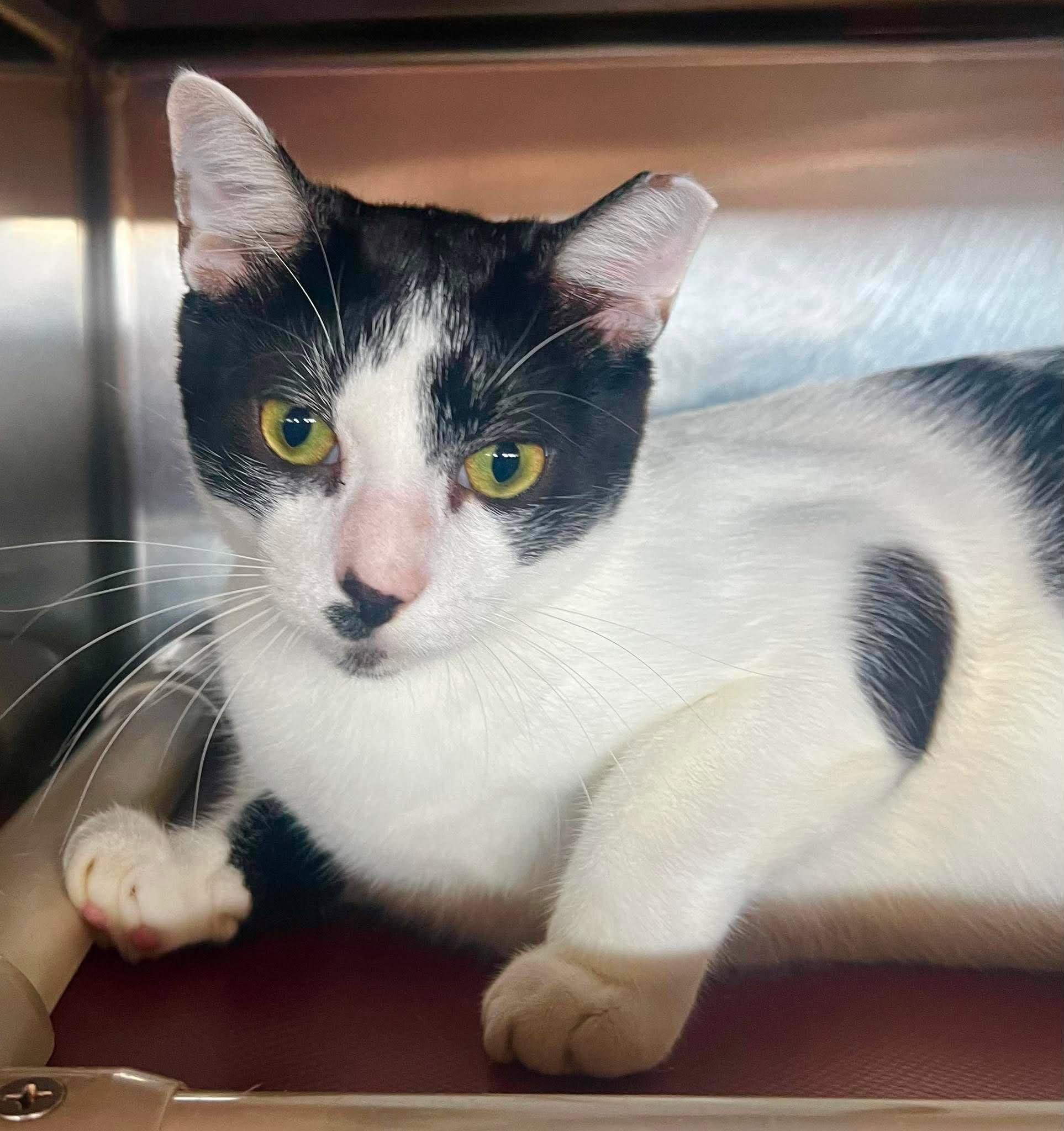 Enlarge Nelson, a Adoptable Domestic Short Hair in Myrtle Beach, SC image 1/4