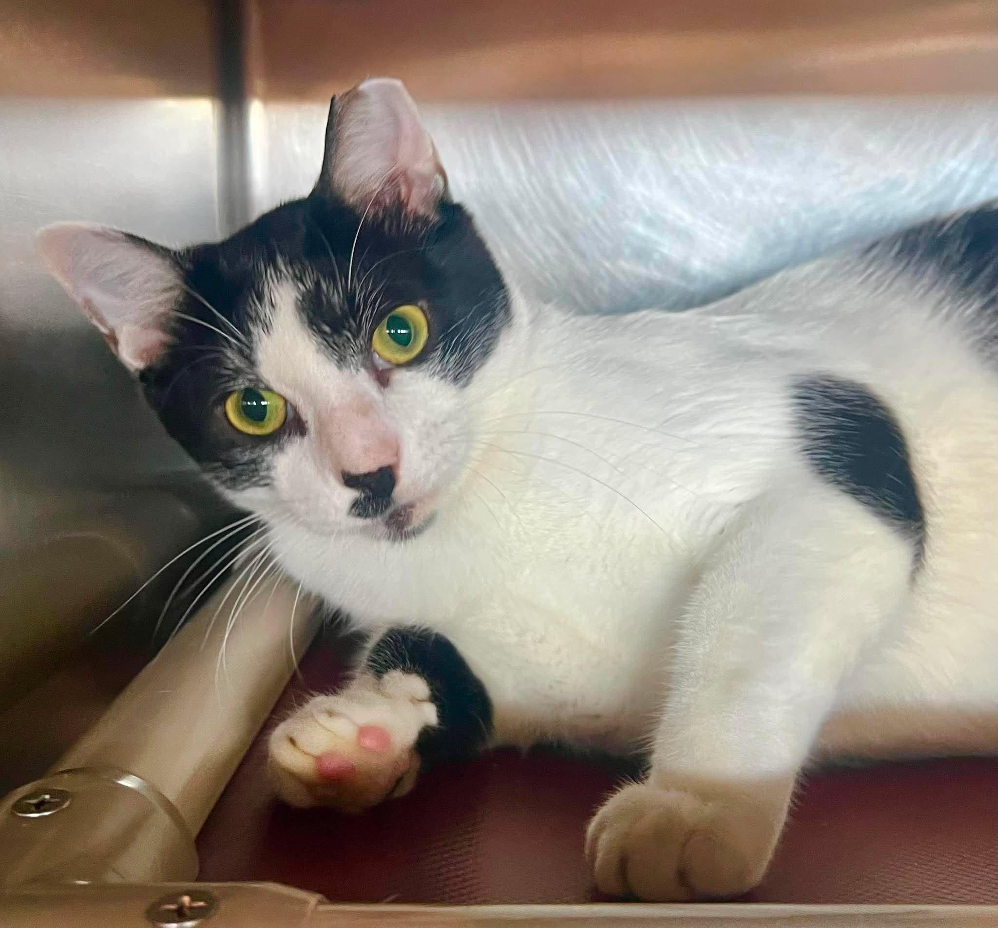 Enlarge Nelson, a Adoptable Domestic Short Hair in Myrtle Beach, SC image 3/4