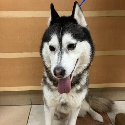 Enlarge Onyx, a Adoptable Husky in Grand Rapids, MI image 1/1