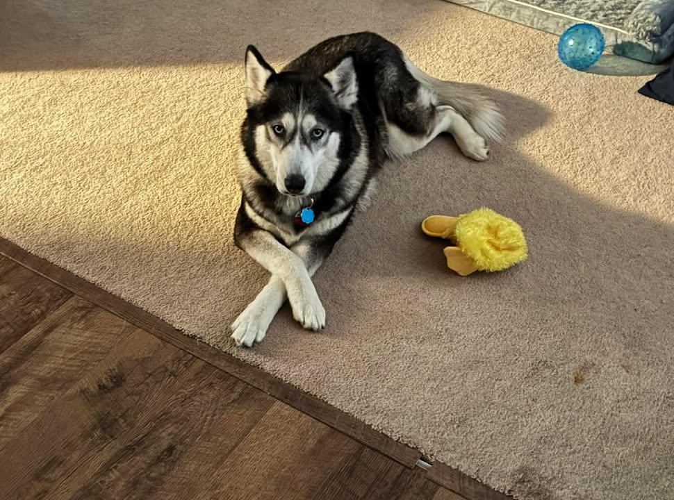 Enlarge Nano, an adopted Husky in Seville, OH image 6/6