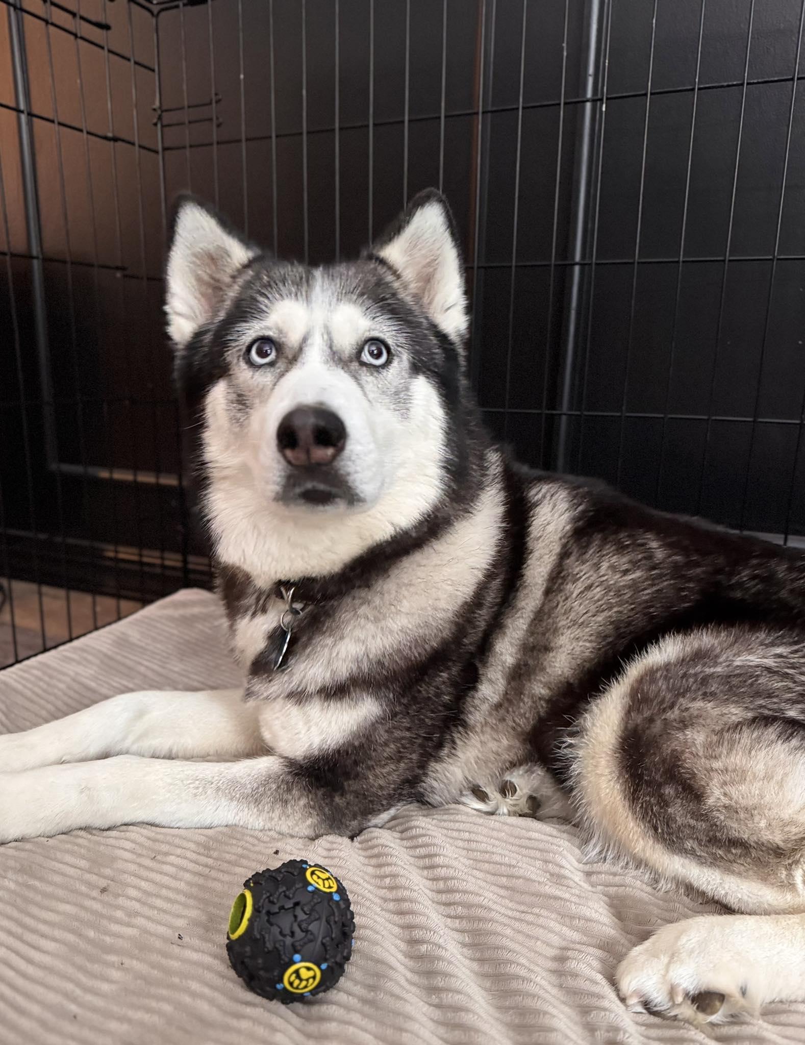 Enlarge Nano, an adopted Husky in Seville, OH image 2/6