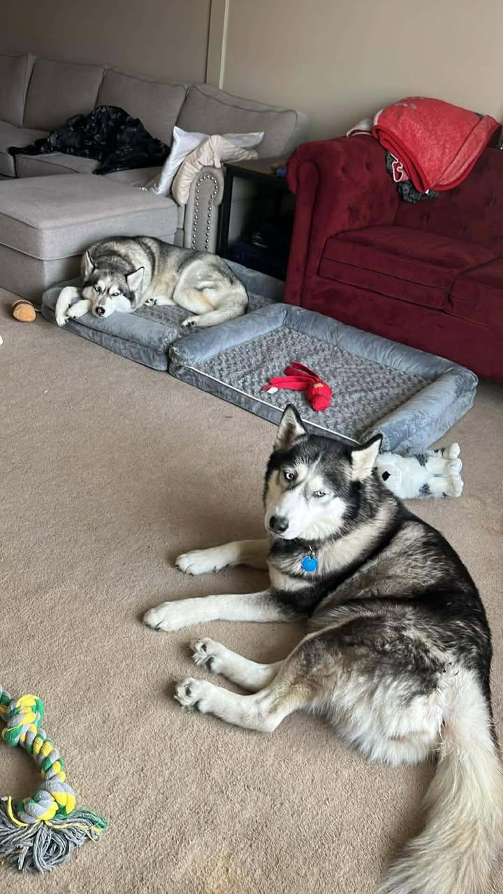 Enlarge Nano, an adopted Husky in Seville, OH image 3/6