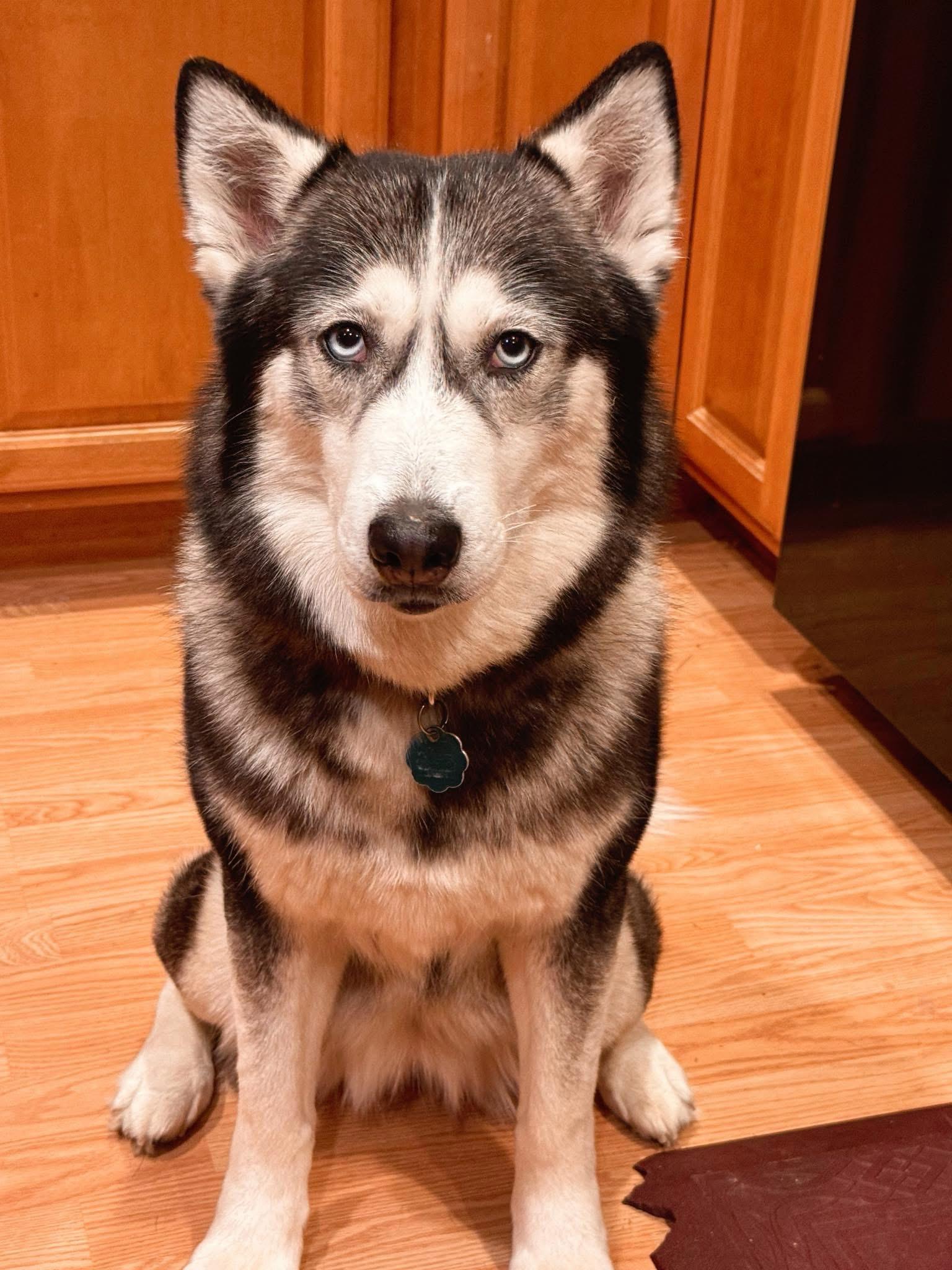 Enlarge Nano, an adopted Husky in Seville, OH image 1/6