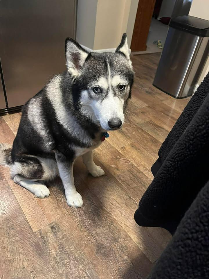 Enlarge Nano, an adopted Husky in Seville, OH image 4/6