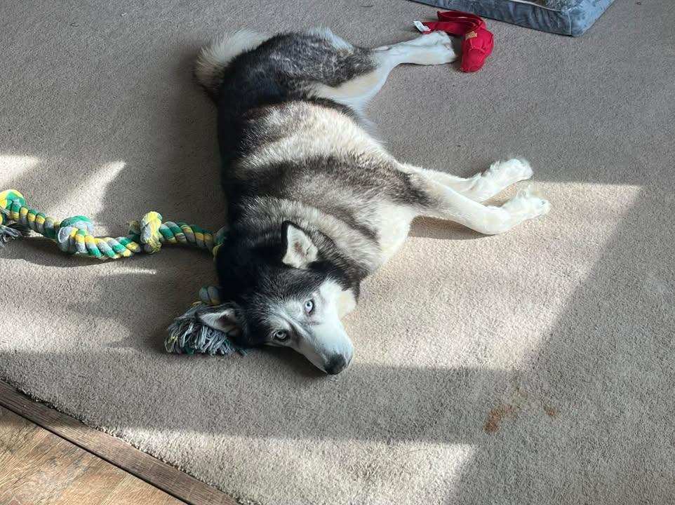 Enlarge Nano, an adopted Husky in Seville, OH image 5/6
