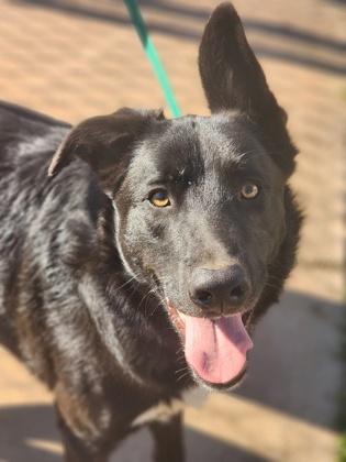 Enlarge OJ (Other Jack), a Adoptable mixed breed in LaGrange, GA image 1/1