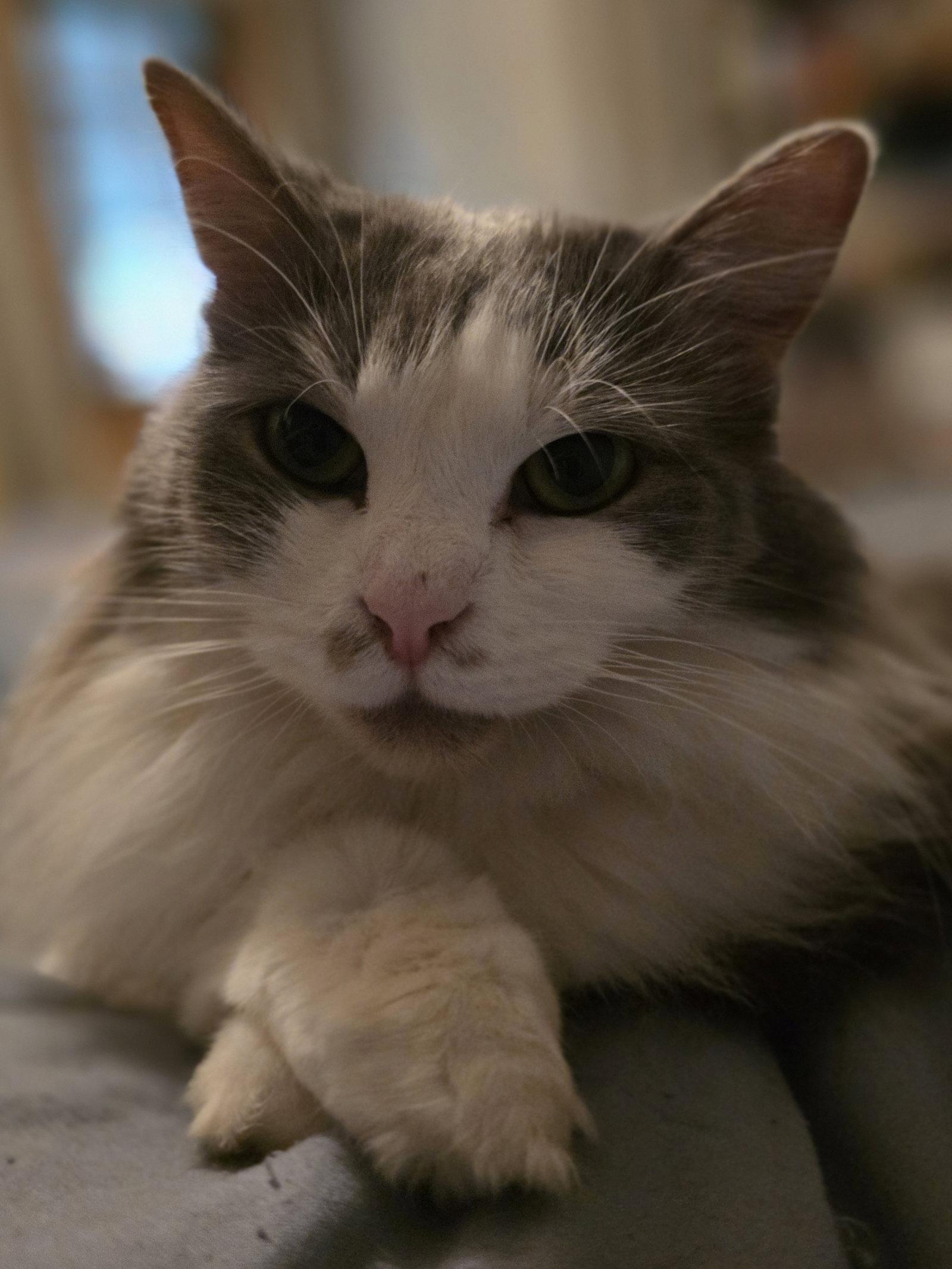 Enlarge Chai [C206 Litter], a Adopted Domestic Long Hair in Livonia, MI image 1/3