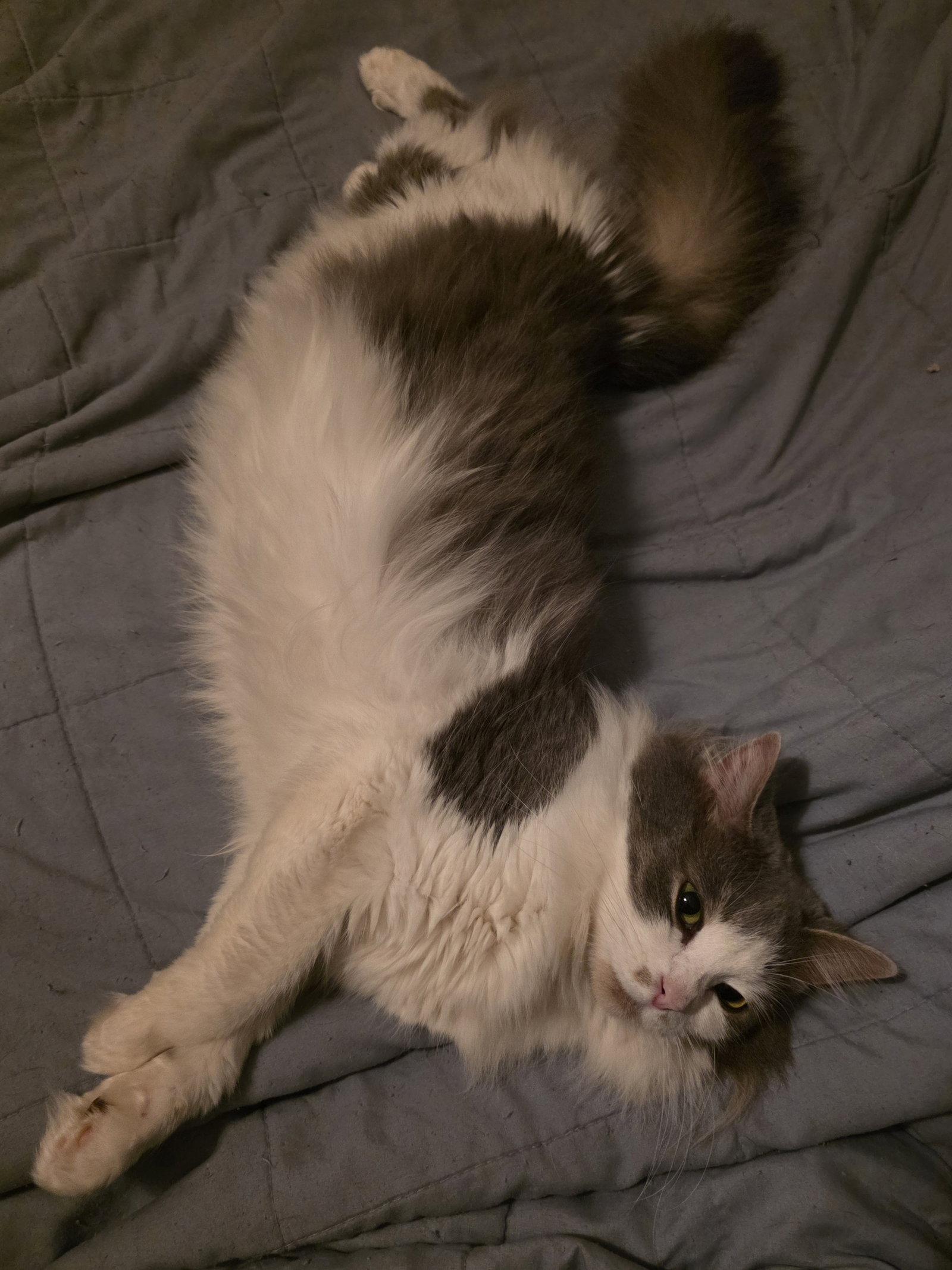 Enlarge Chai [C206 Litter], a Adopted Domestic Long Hair in Livonia, MI image 2/3