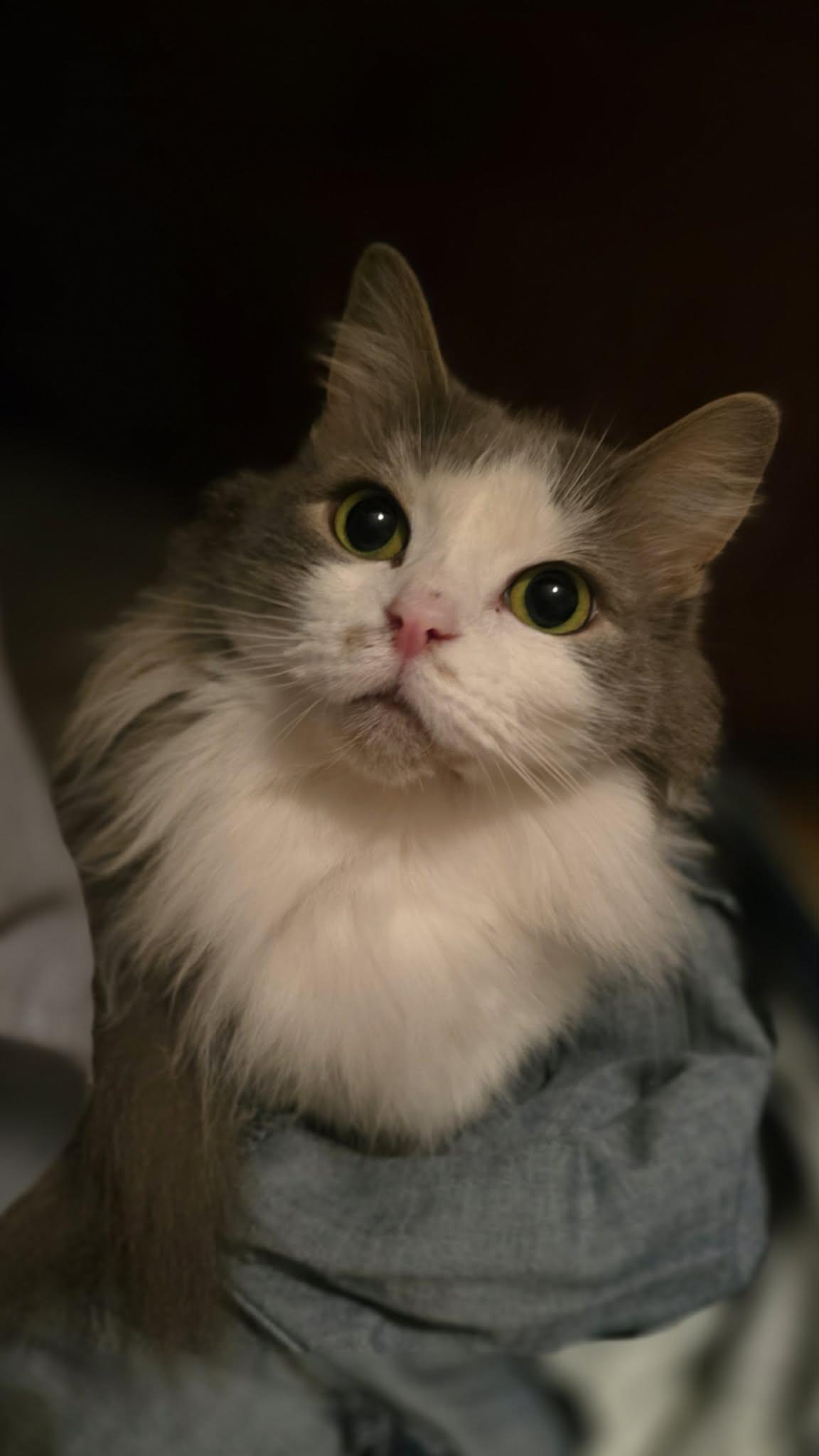 Enlarge Chai [C206 Litter], a Adopted Domestic Long Hair in Livonia, MI image 3/3