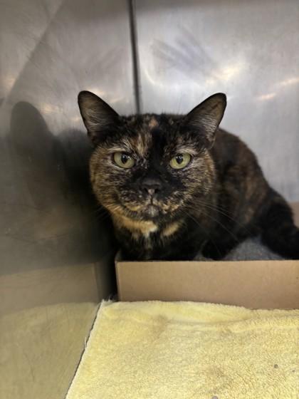 Enlarge Cocoa, an adopted Domestic Short Hair in Lafayette, IN image 1/1