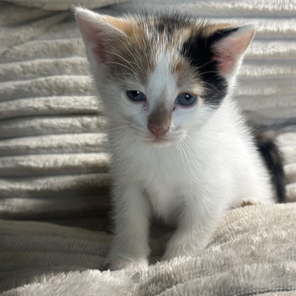 Patches, Adoptable, Kitten Female Domestic Medium Hair.
