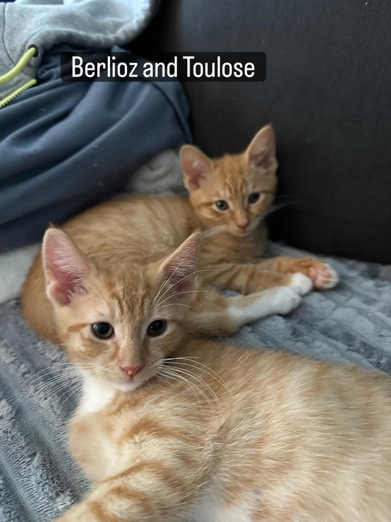 Aristokitties- Adopt 1 or 3 two orange and a calico, an adopted Domestic Short Hair in Albany, NY image 2/6