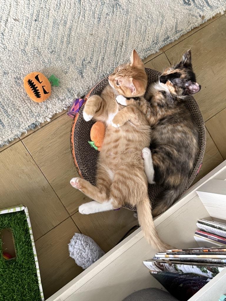 Aristokitties- Adopt 1 or 3 two orange and a calico, adopted, Kitten Male Domestic Short Hair.