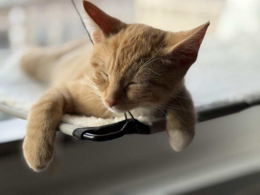 Aristokitties- Adopt 1 or 3 two orange and a calico, an adopted Domestic Short Hair in Albany, NY image 4/6