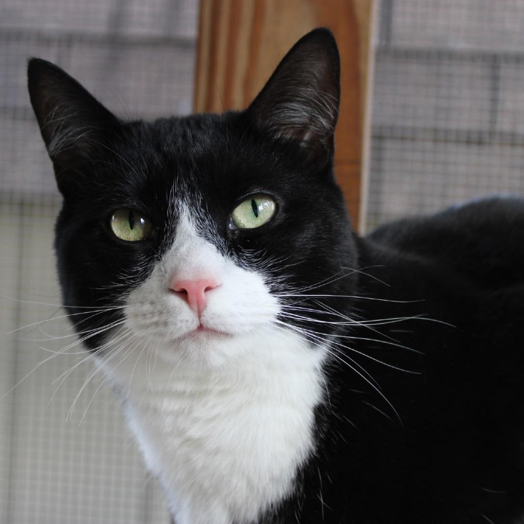 Indiana, Adoptable, Adult Female Domestic Short Hair.