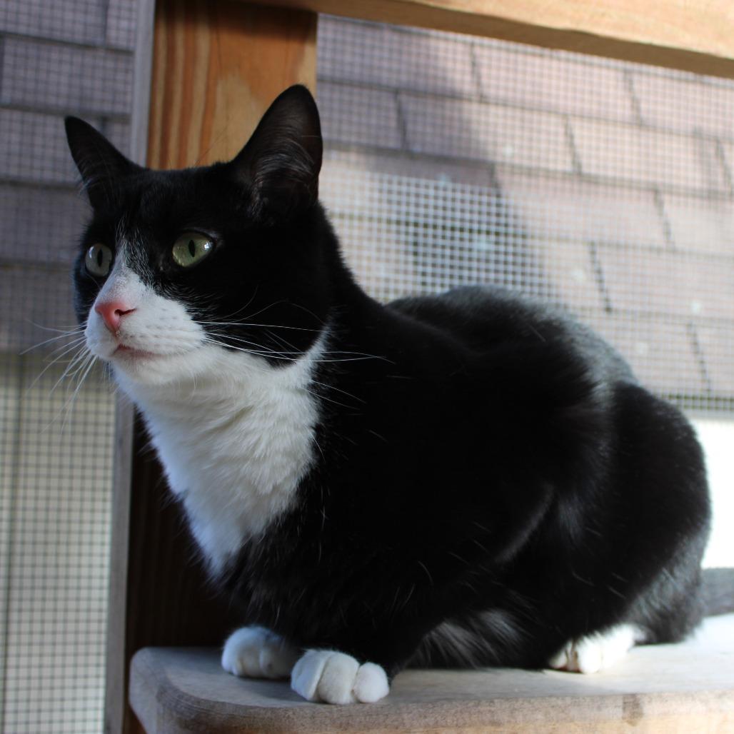 Indiana, a Adoptable Domestic Short Hair image 2/6