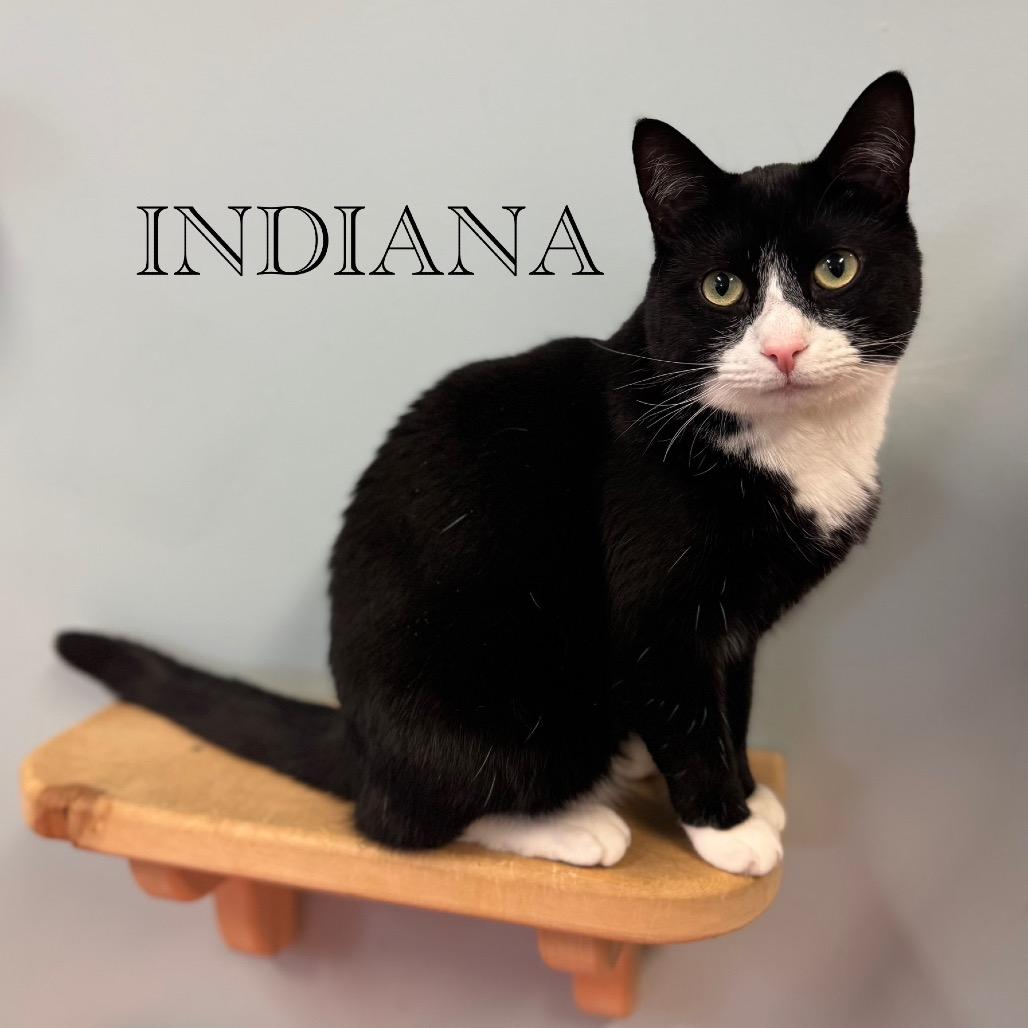 Indiana, a Adoptable Domestic Short Hair image 3/6