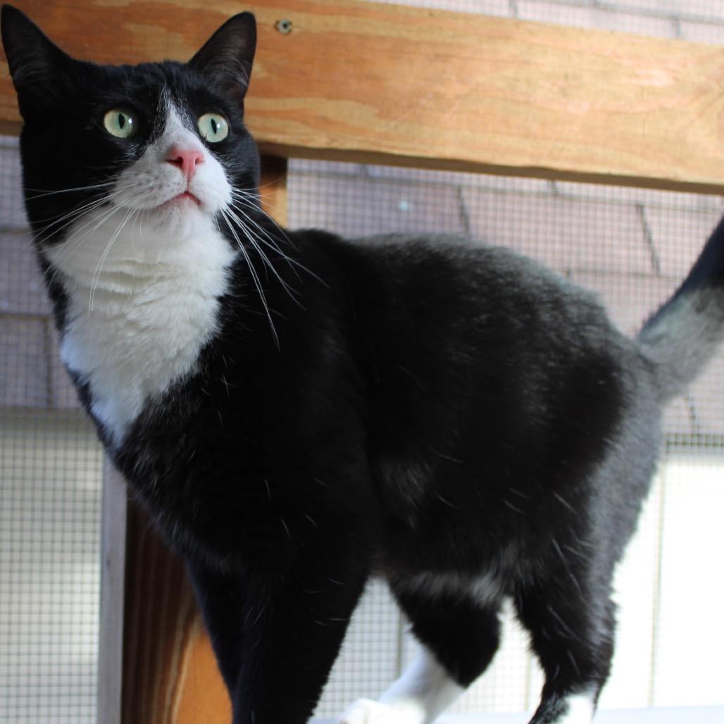 Indiana, a Adoptable Domestic Short Hair image 4/6