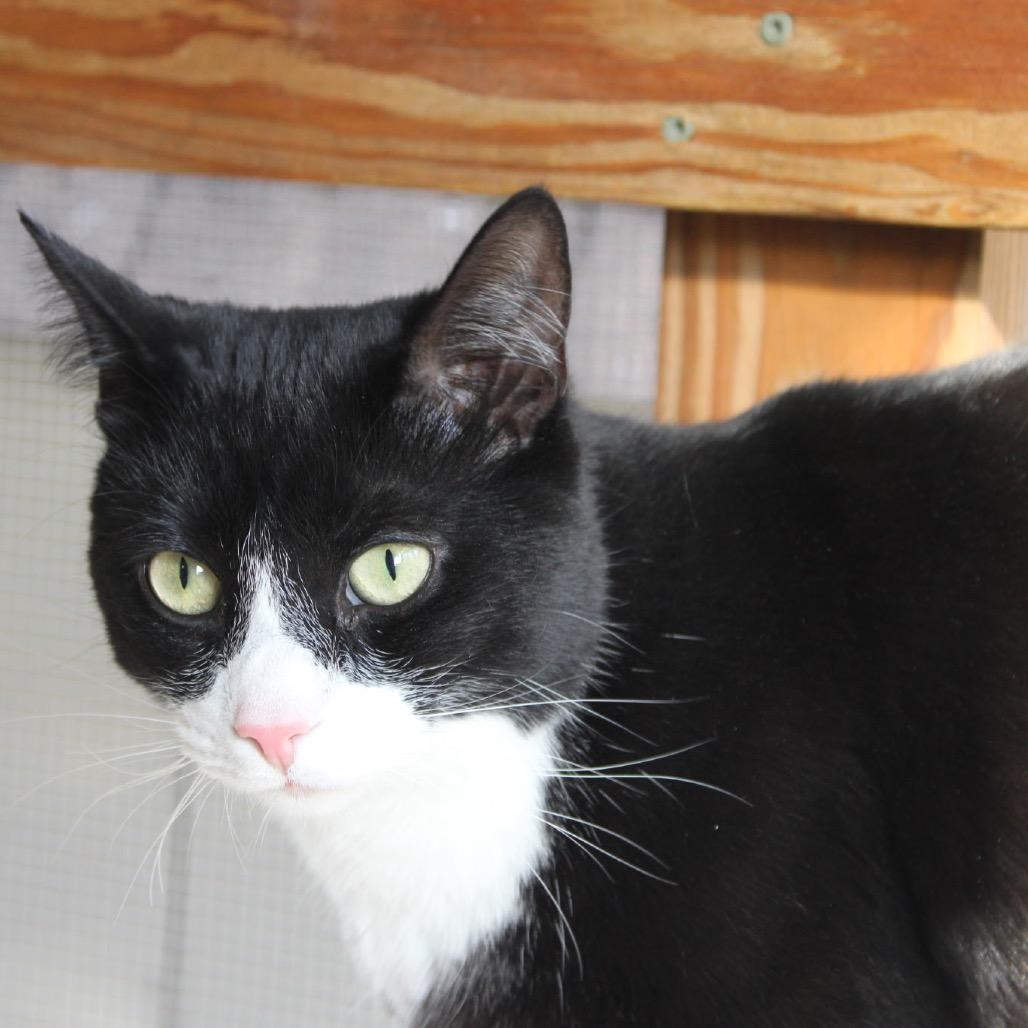 Indiana, a Adoptable Domestic Short Hair image 5/6