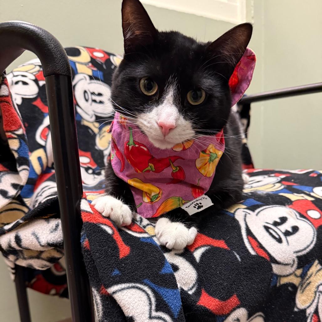 Indiana, a Adoptable Domestic Short Hair image 6/6