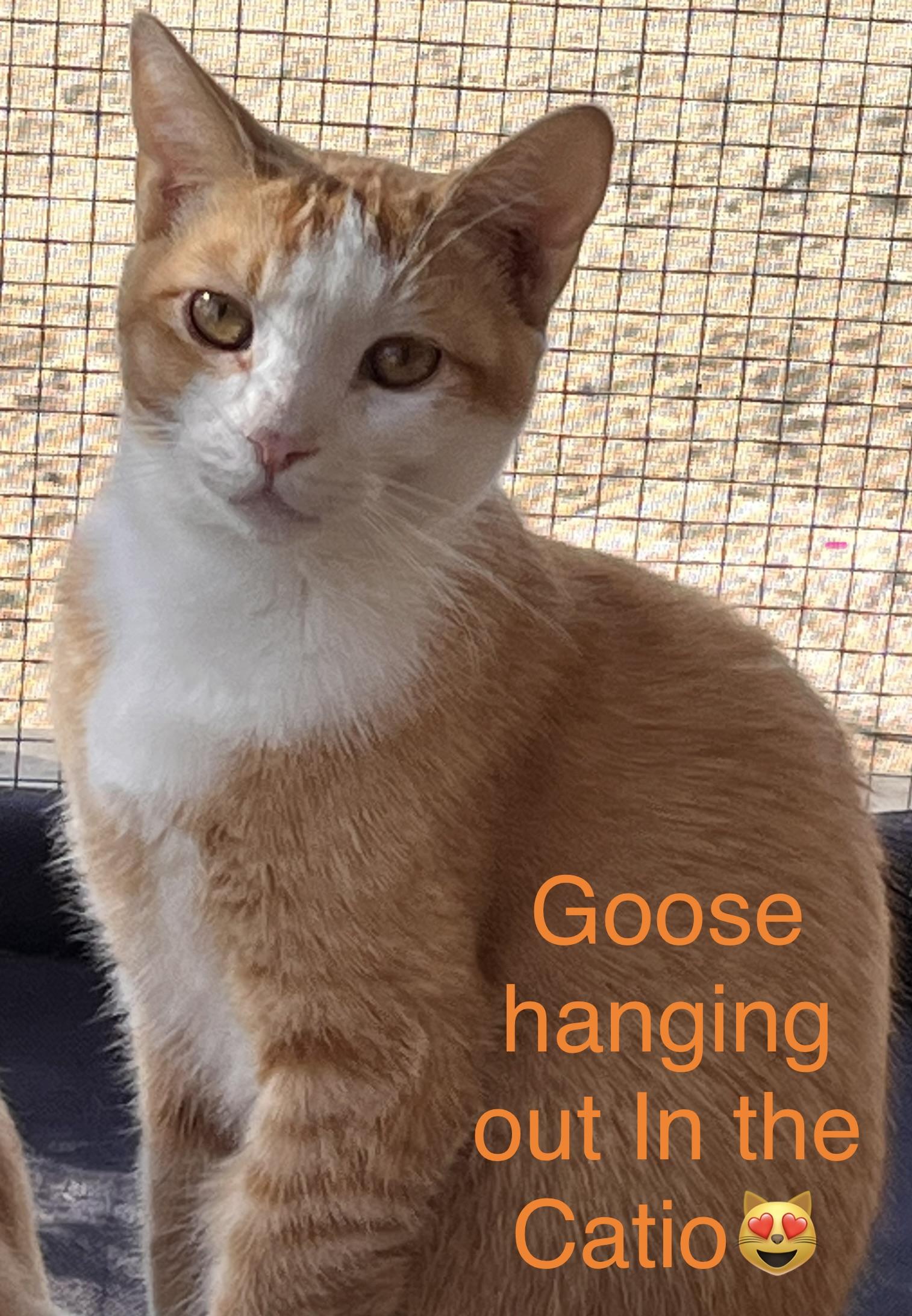 Goose, Adoptable, Adult Male American Shorthair.