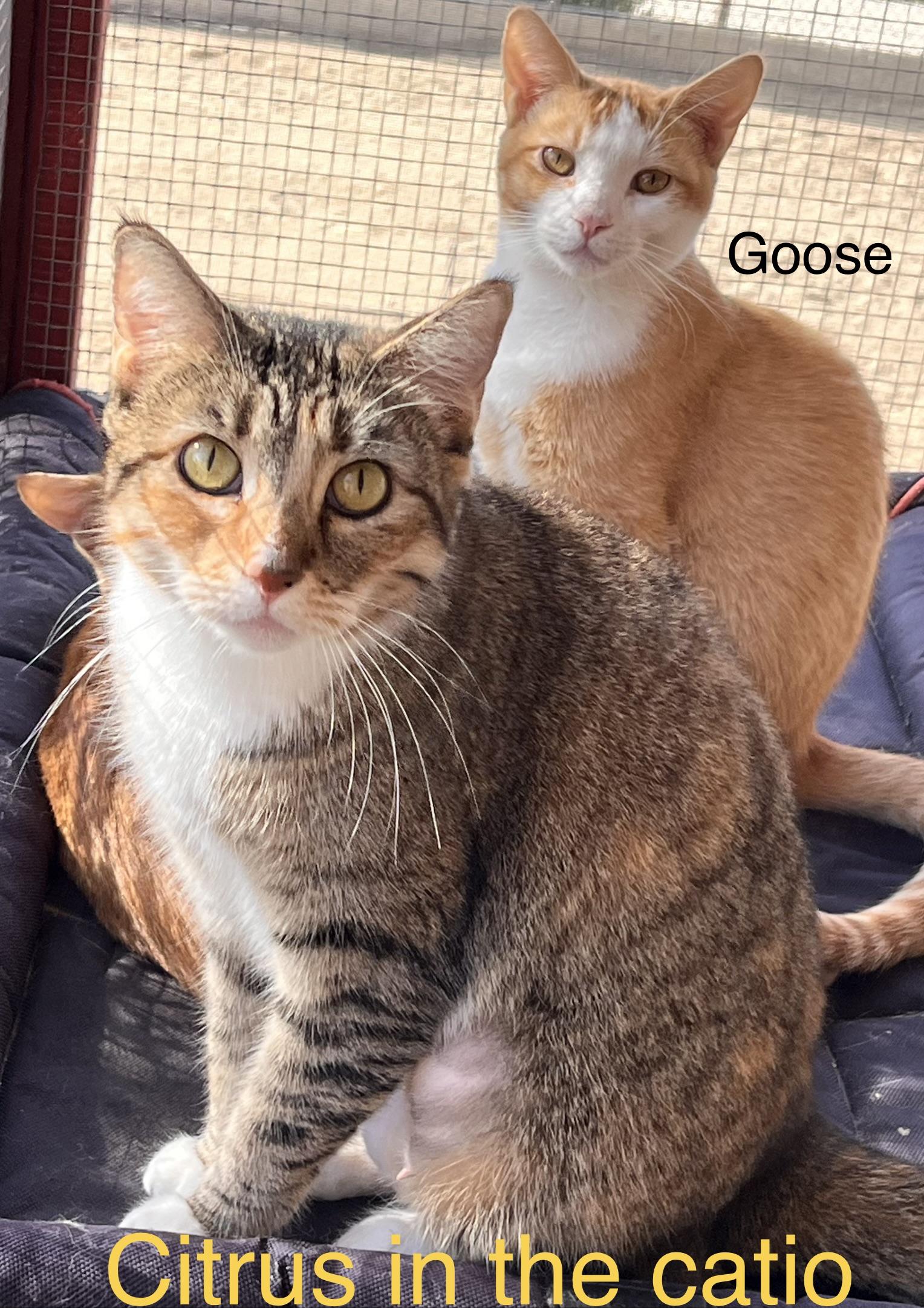 Enlarge Goose, a Adoptable mixed breed in Moreno Valley, CA image 4/6