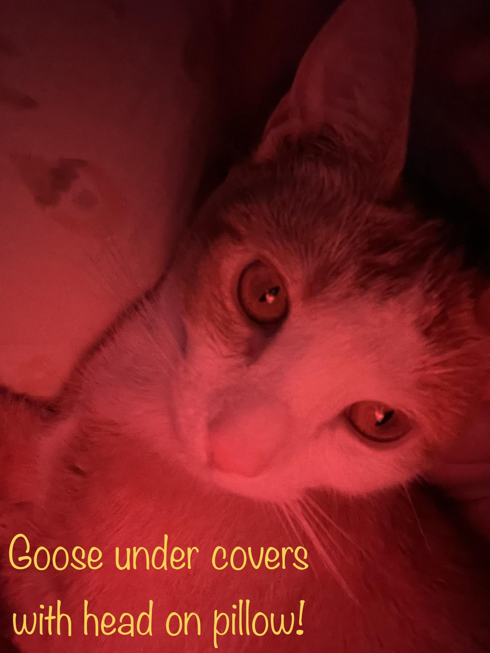 Enlarge Goose, a Adoptable mixed breed in Moreno Valley, CA image 2/6