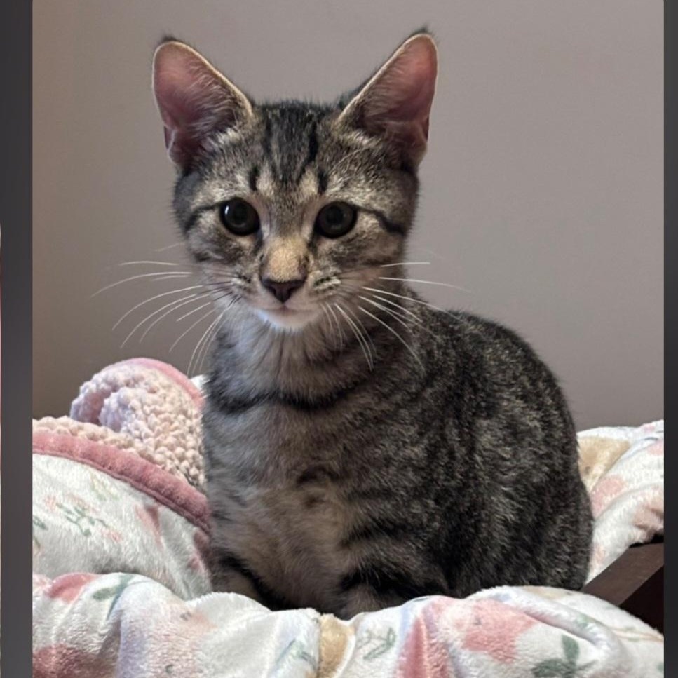 Dude, ADOPTABLE, Kitten Male Domestic Short Hair.