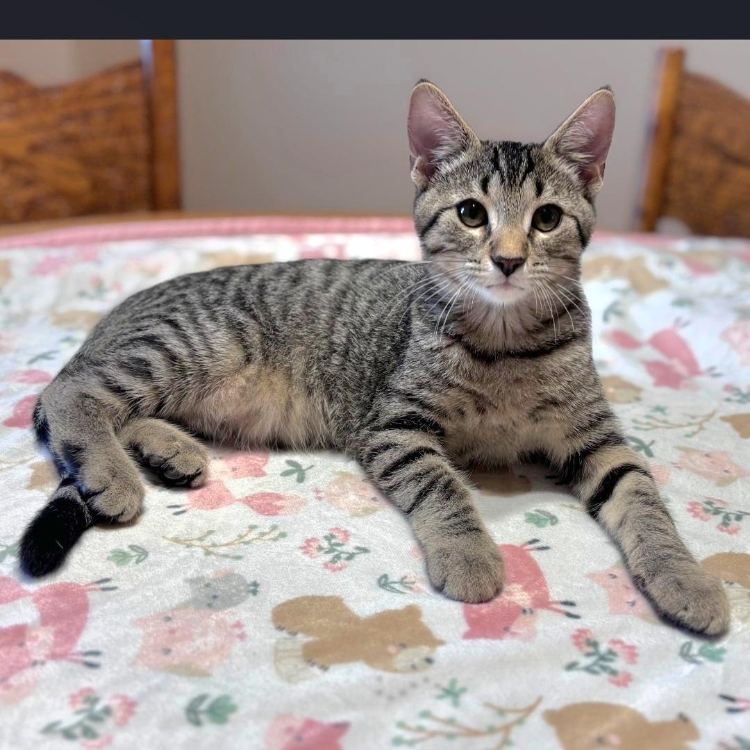 Dude, a ADOPTABLE Domestic Short Hair in Wyandotte, MI image 2/3