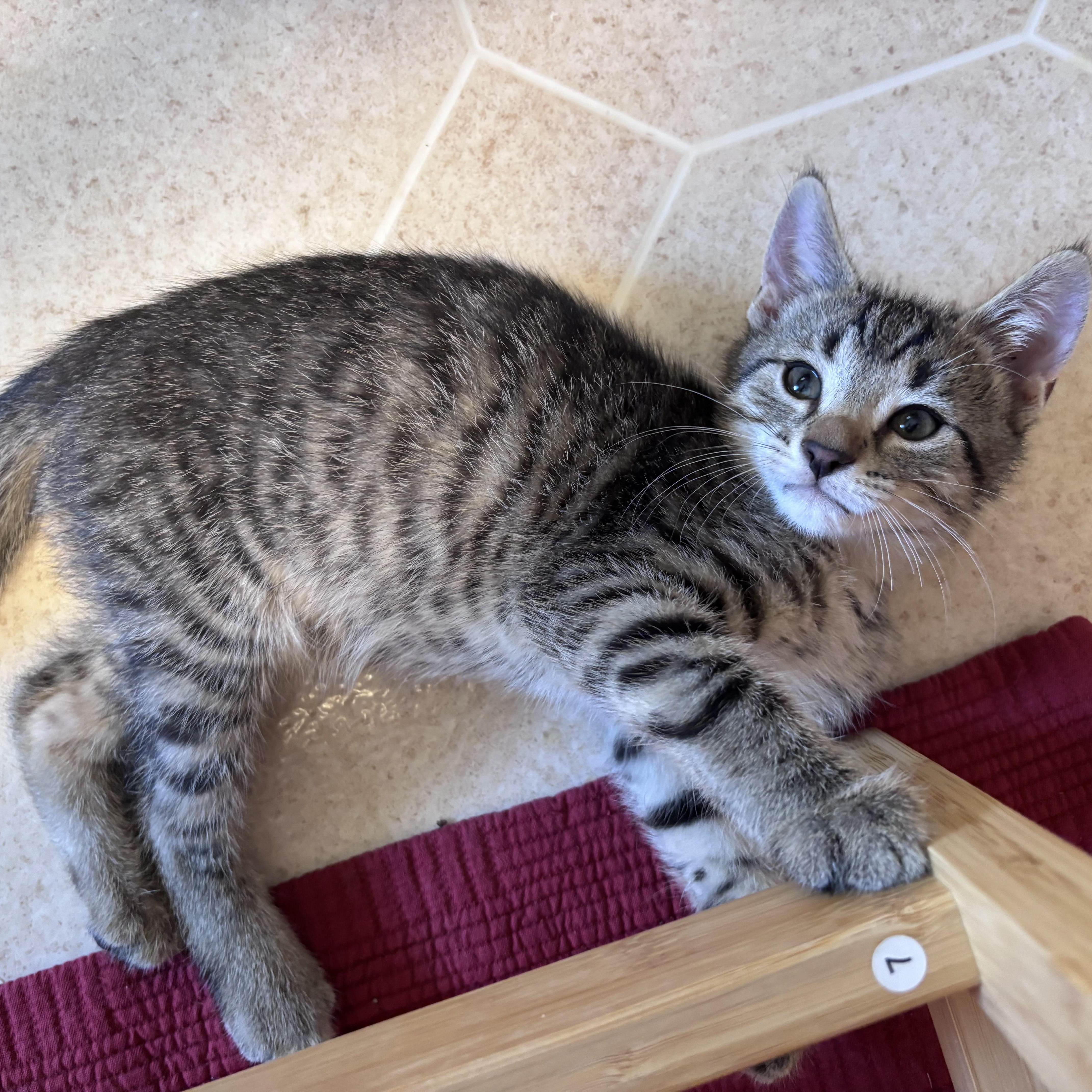 Enlarge Dude, a ADOPTABLE Domestic Short Hair in Wyandotte, MI image 5/5