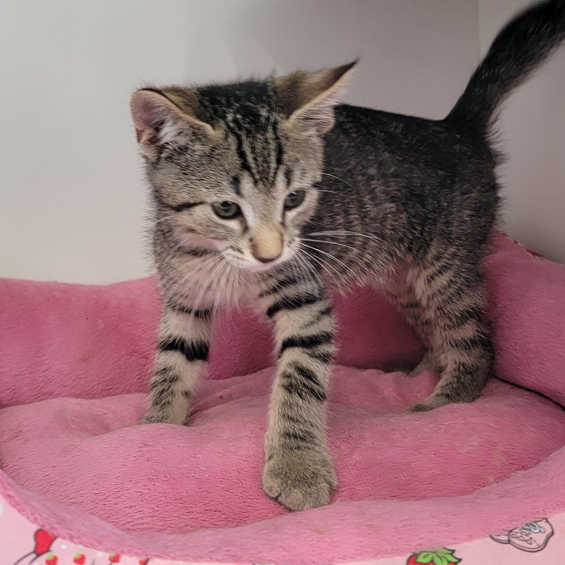 Enlarge Dude, a ADOPTABLE Domestic Short Hair in Wyandotte, MI image 3/5