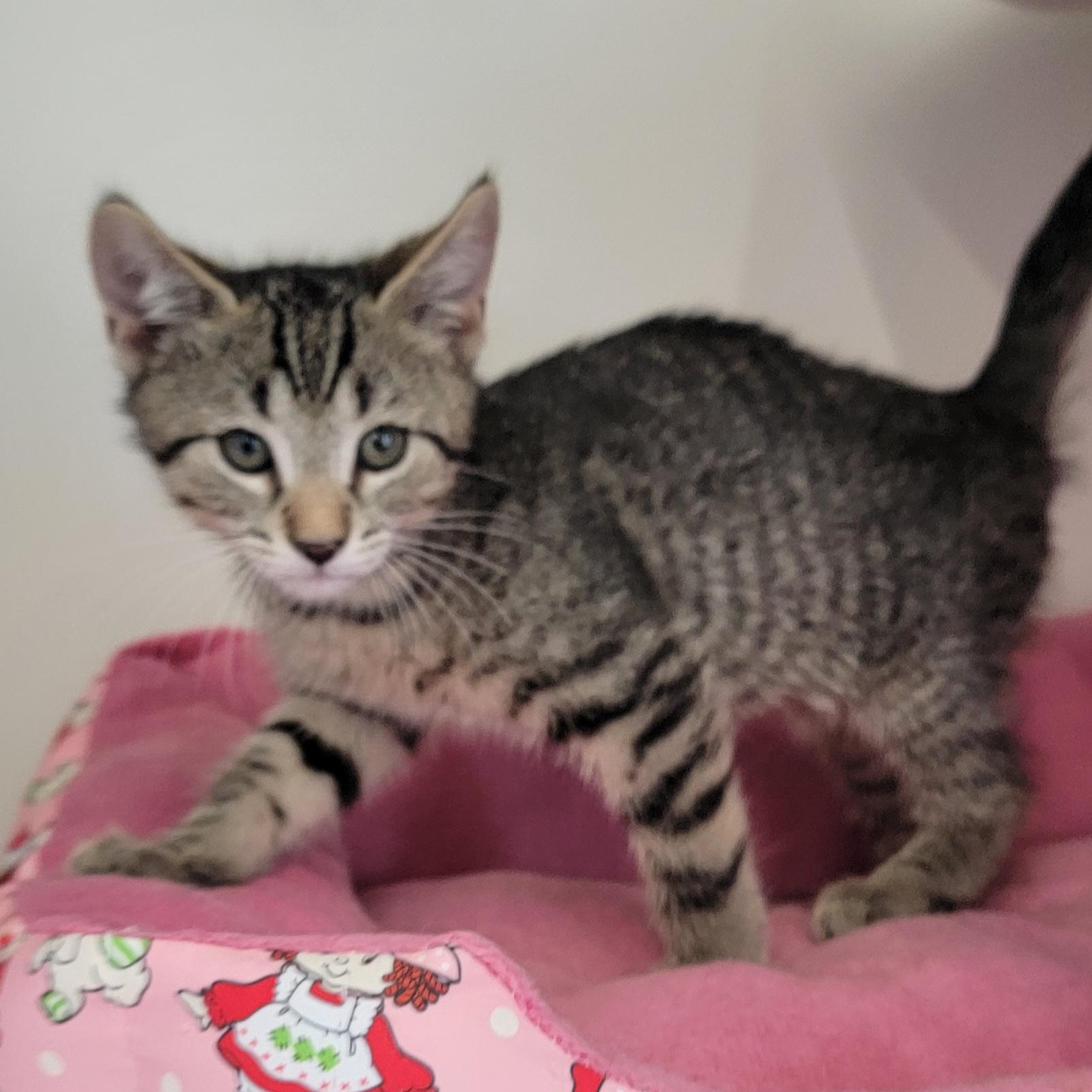 Enlarge Dude, a ADOPTABLE Domestic Short Hair in Wyandotte, MI image 1/5