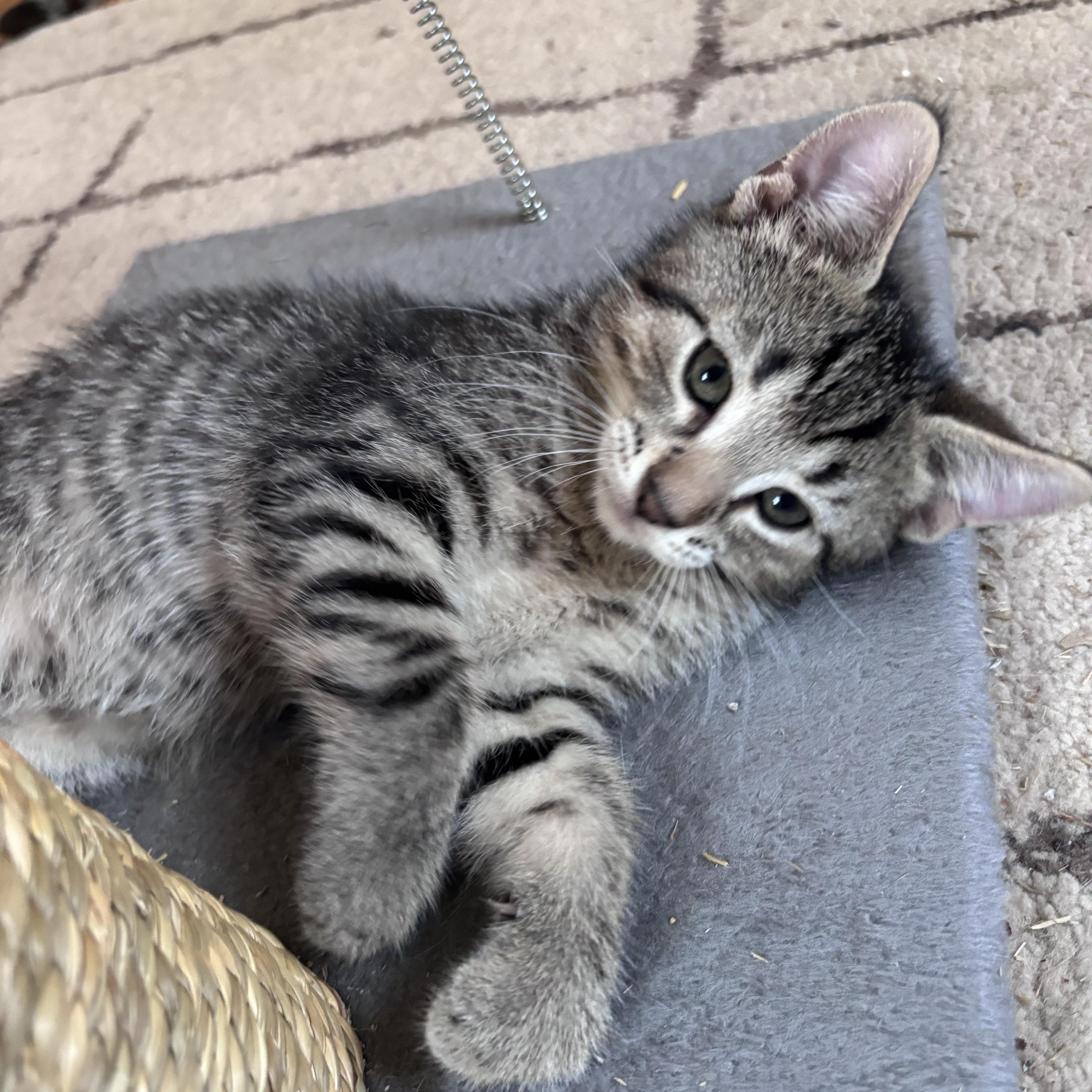 Enlarge Dude, a ADOPTABLE Domestic Short Hair in Wyandotte, MI image 2/5