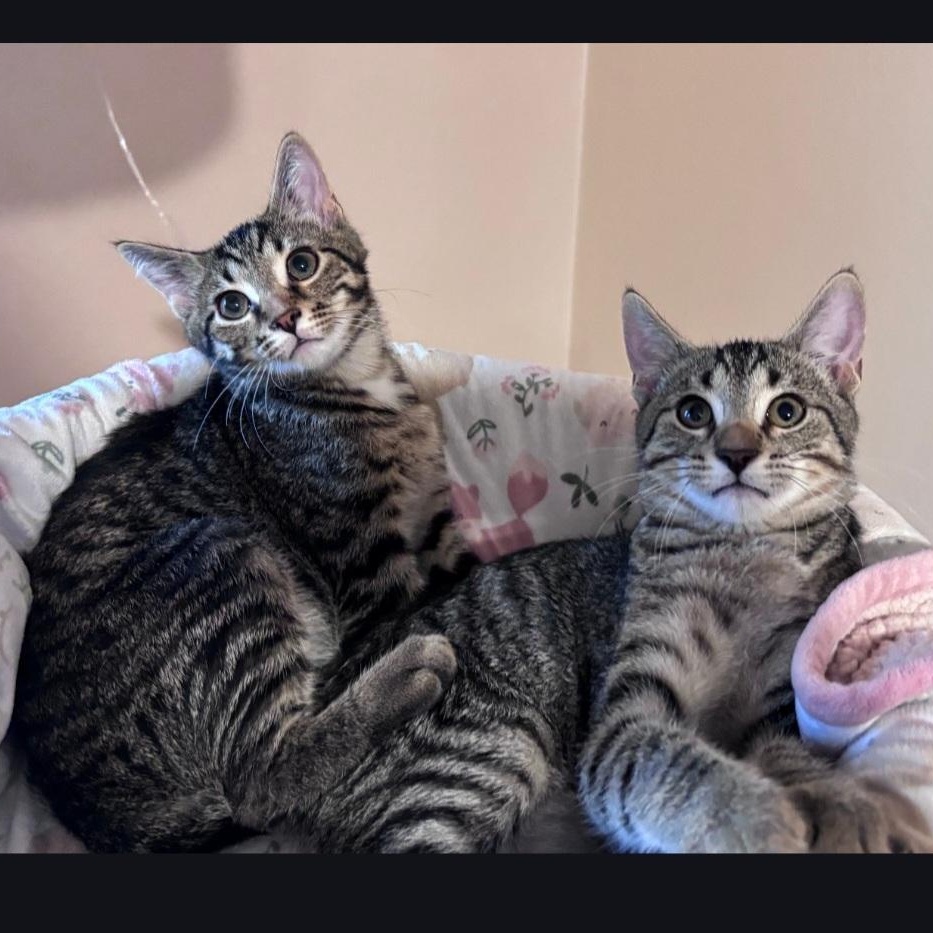 Dude, a ADOPTABLE Domestic Short Hair in Wyandotte, MI image 3/3