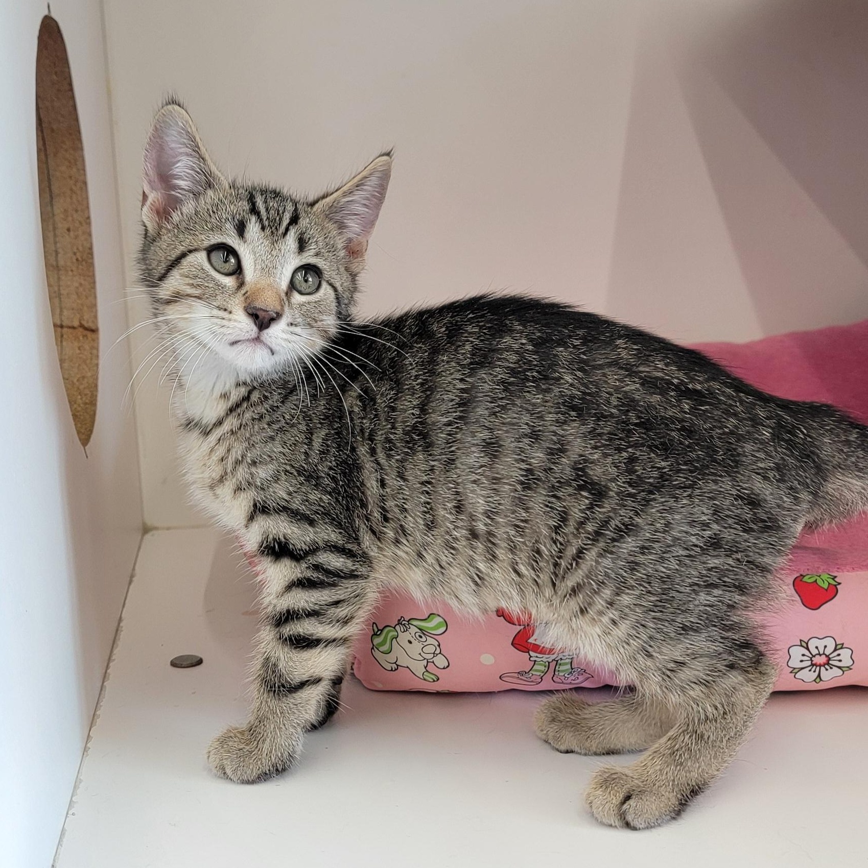 Enlarge Dude, a ADOPTABLE Domestic Short Hair in Wyandotte, MI image 4/5