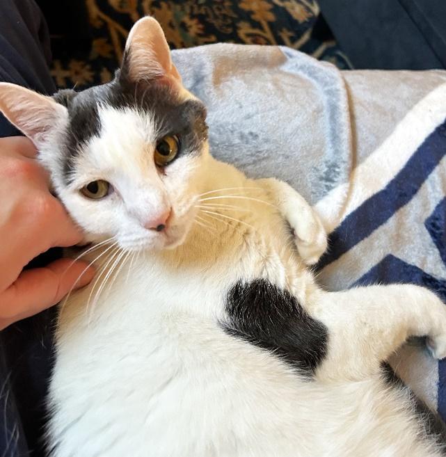 Baby, Senior Male Domestic Short Hair