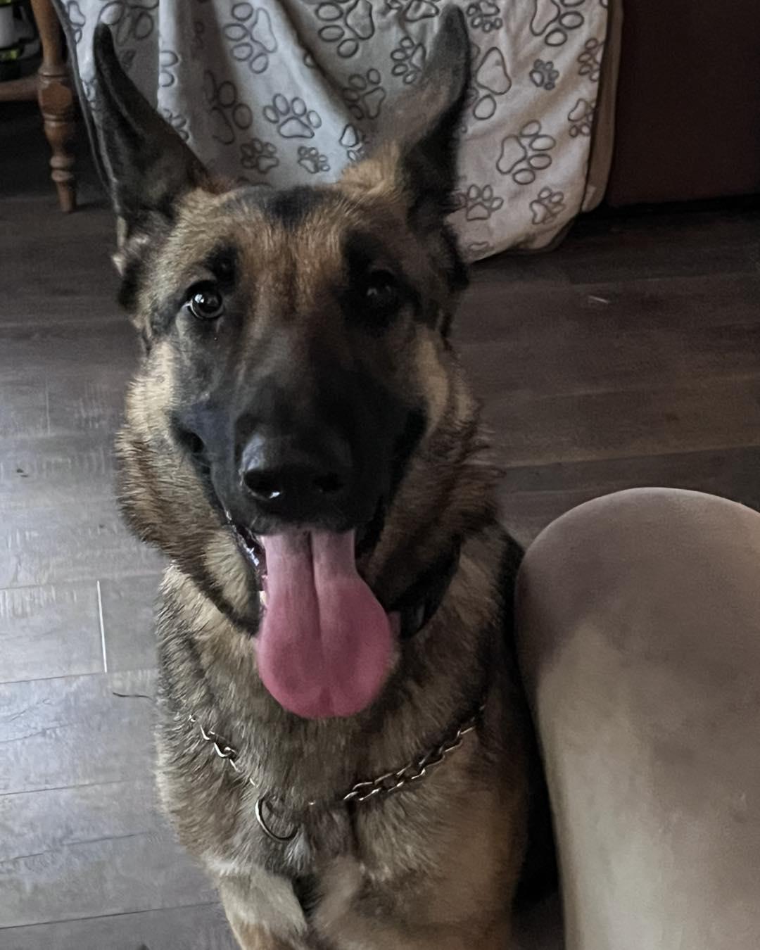 Enlarge Osa, an adopted German Shepherd Dog in Green Cove Springs, FL image 4/6