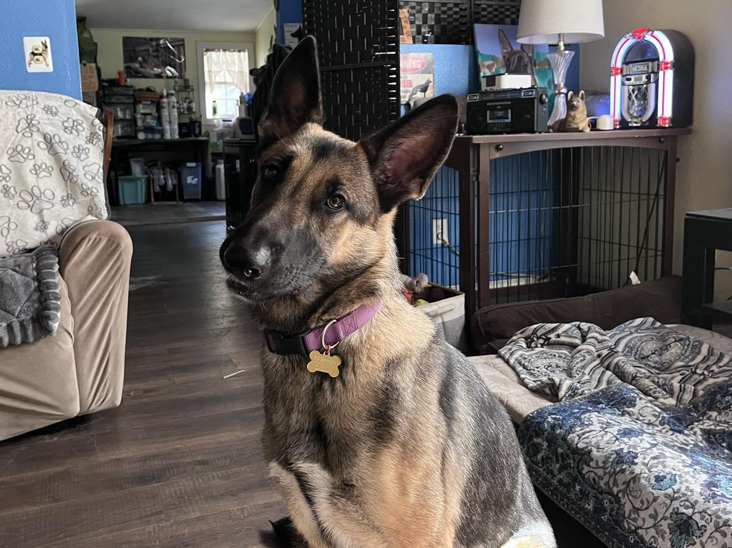 Enlarge Osa, an adopted German Shepherd Dog in Green Cove Springs, FL image 5/6