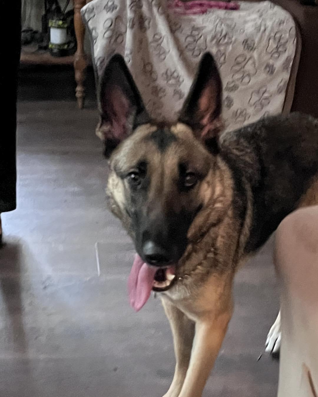 Enlarge Osa, an adopted German Shepherd Dog in Green Cove Springs, FL image 2/6